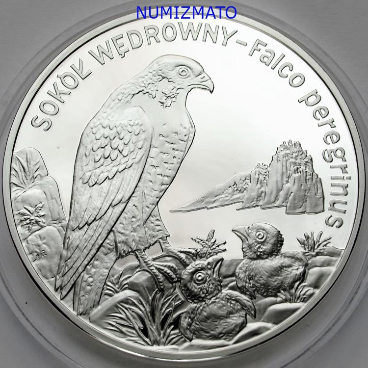 20 zł 2008 r. - Sokół wędrowny - Zwierzęta Świata